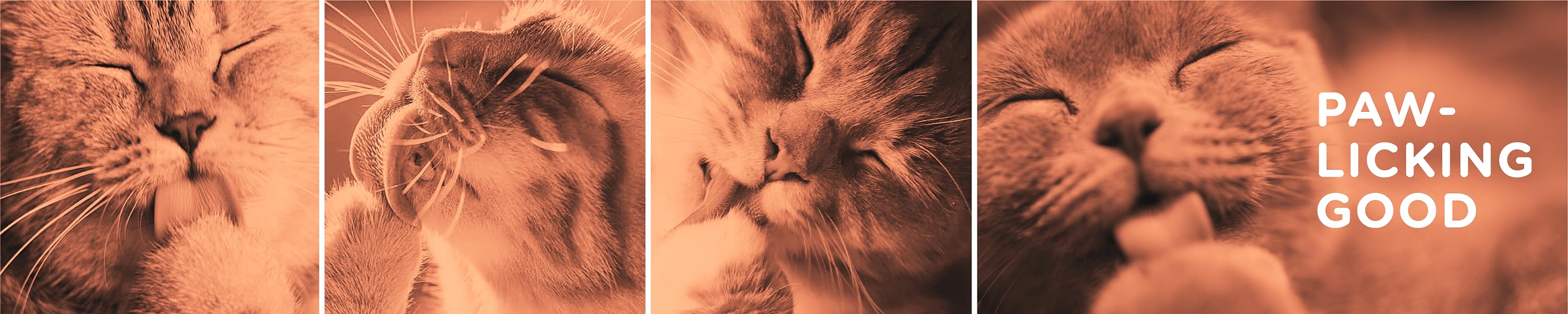 Paw-licking good — Cat Sushi brand banner with blissful cats licking their chops